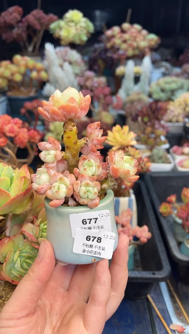 【闪购商品】678花瓶