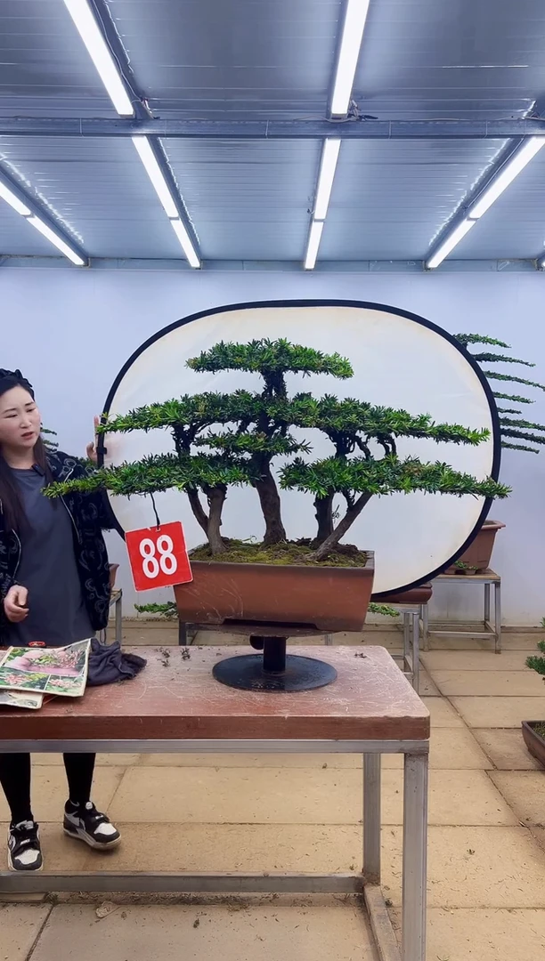 无花朵勤*一物一拍，所见即所得