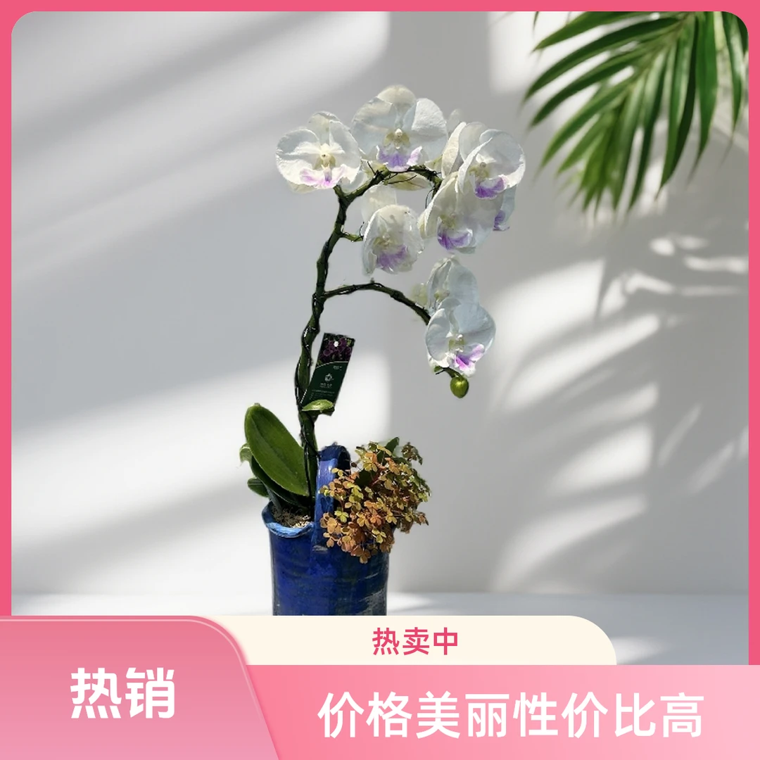 月光宝盒造型蝴蝶兰盆栽