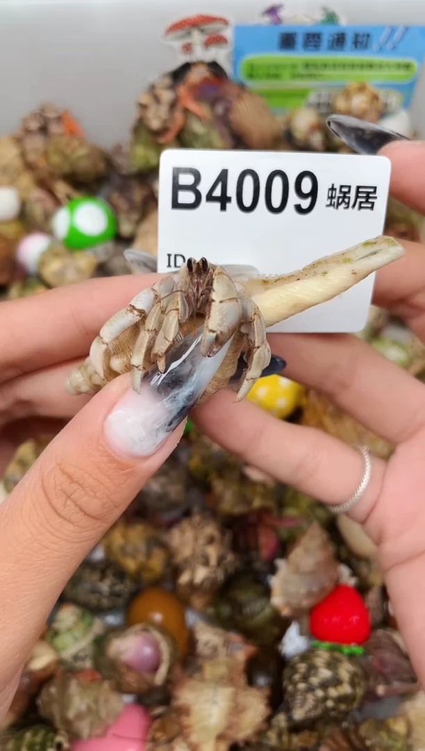 陌派甄选寄居蟹4009