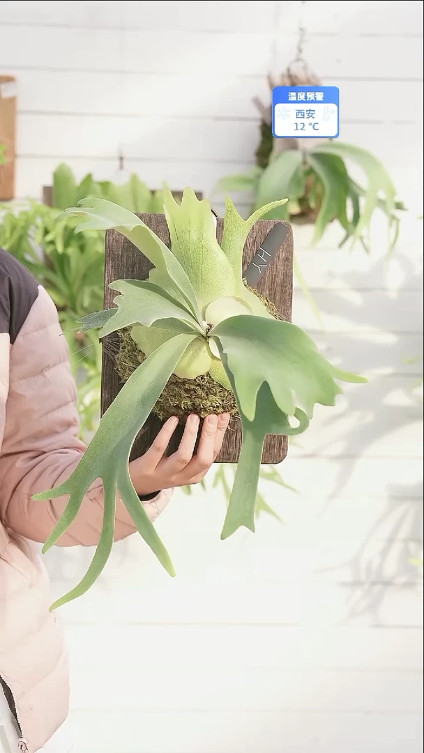 完全开放A039黄月