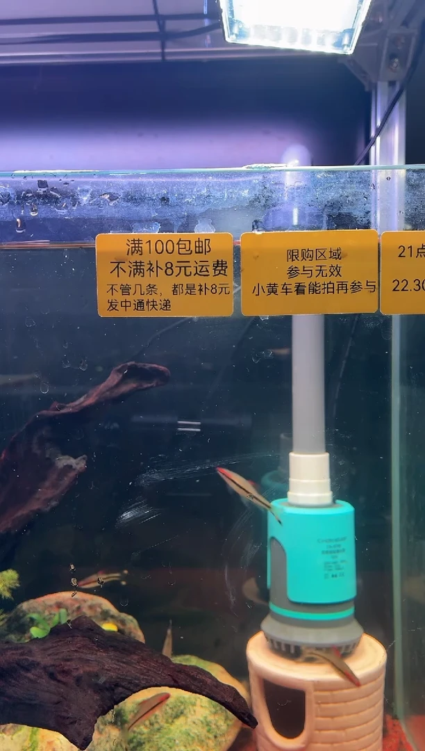 神仙鱼神仙鱼竞拍（一物一拍）