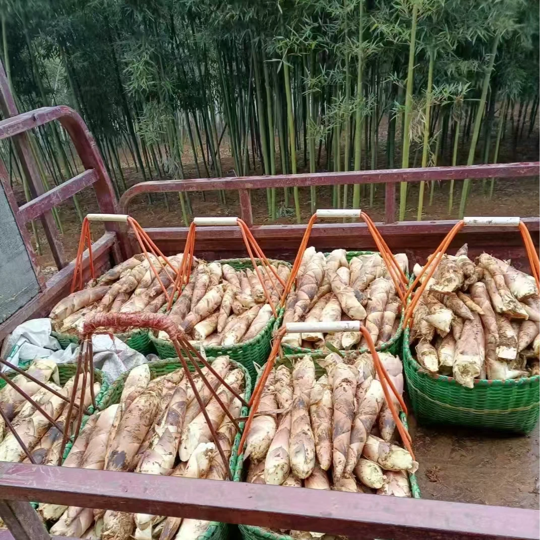 【新鲜竹笋】新鲜竹笋湖北崇阳羊毛笋5斤脆嫩春笋3斤，带少量泥土
