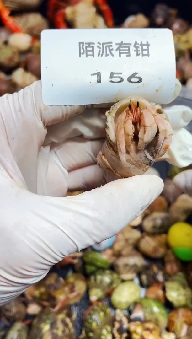 陌派有钳寄居蟹156