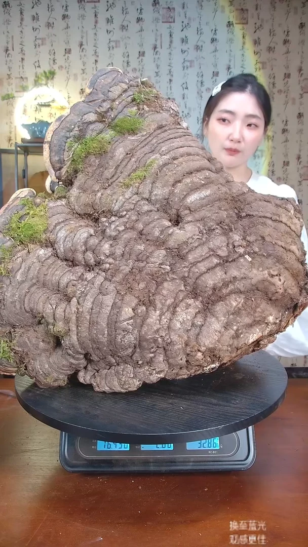 【顶品】红缘拟层孔菌中国大陆【藏区野生】红缘树舌32.86斤320-330年