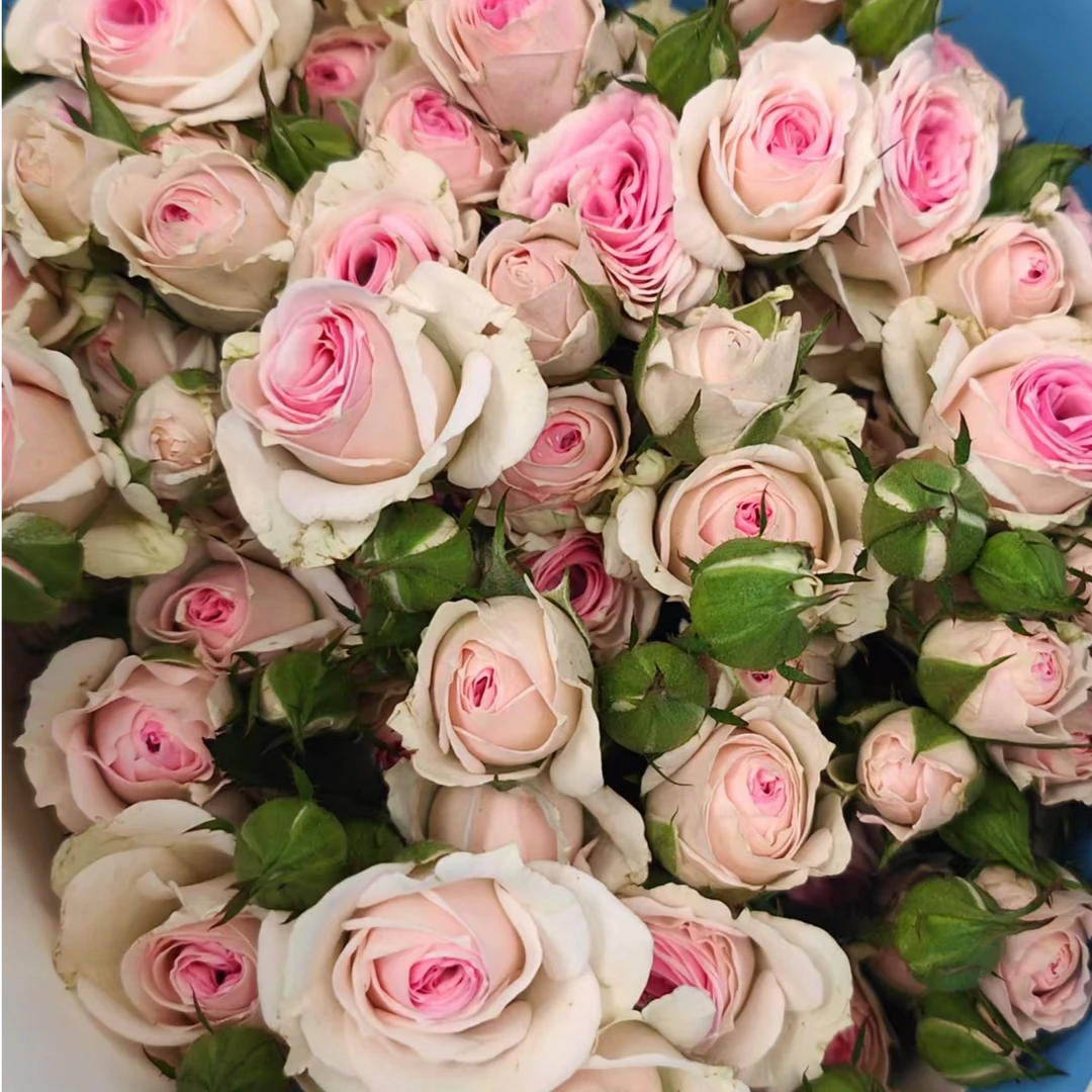 【宏博测试多头】玫瑰鲜花/花束 云南鲜花基地直发