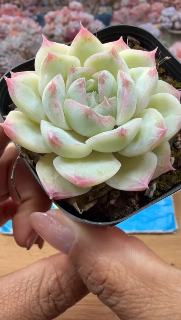 东云多肉园二店-24