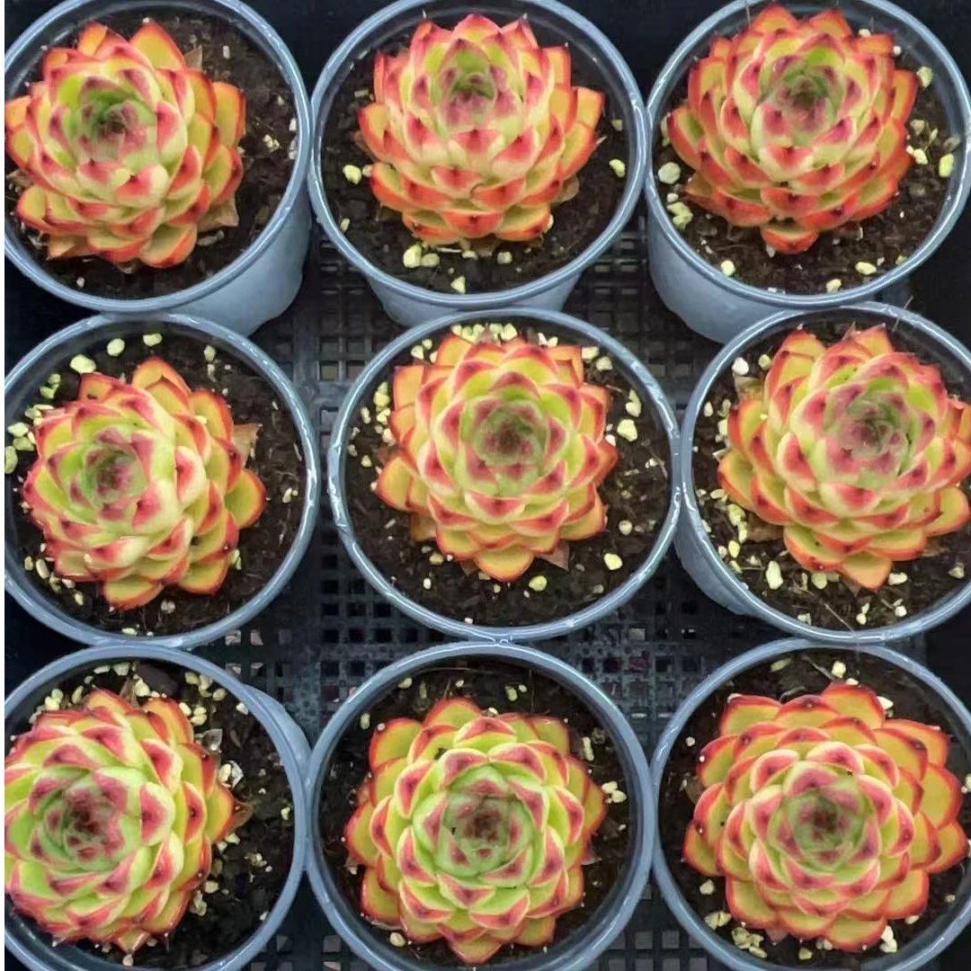 月亮石多肉植物盆栽1颗【带盆带土】