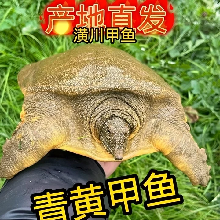 五斤潢川单只精品甲鱼顺丰包邮