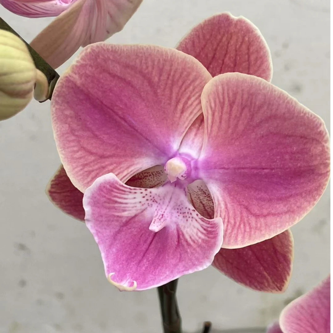 唯美大舌头 2.8寸杯双花剑 粉红色系高品质蝴蝶兰