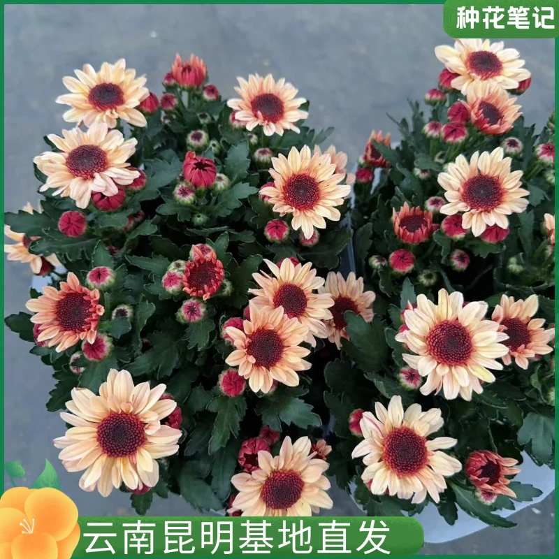 【斯特雷草莓熊】小雏菊盆栽阳台庭院观赏花卉基地盆栽现货