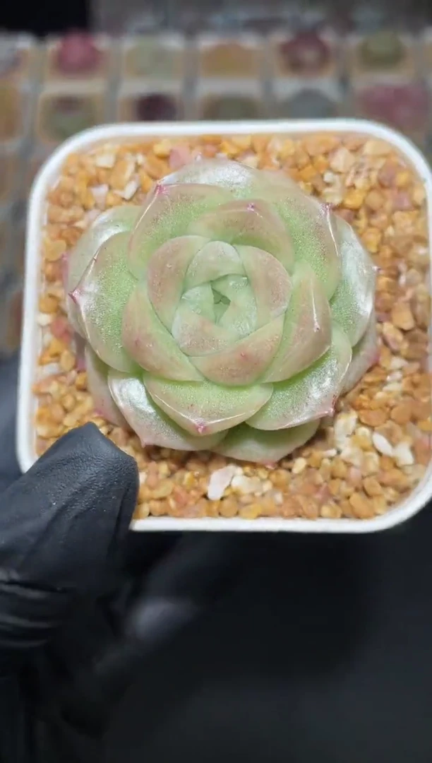 闪购2906 银白翡多肉一颗  4-4.5厘米