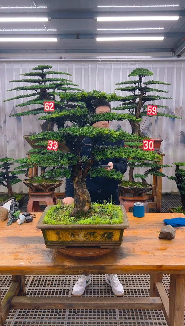 无花朵精品盆景直播间一物一拍