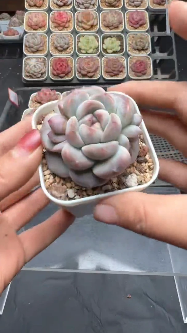 【闪购商品】839号珍妮多肉一物一拍3单包邮