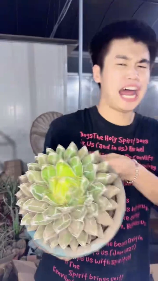 超大 屉之雪 14-20cm