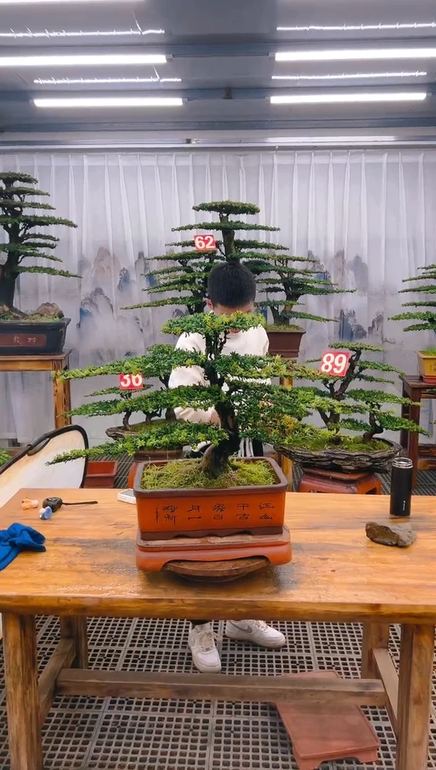 【闪购商品】紫砂精品盆景直播间一物一拍