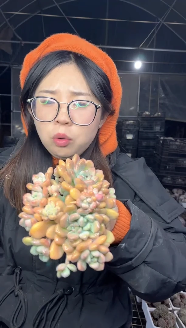 【闪购商品】108-白鹭带盆土5