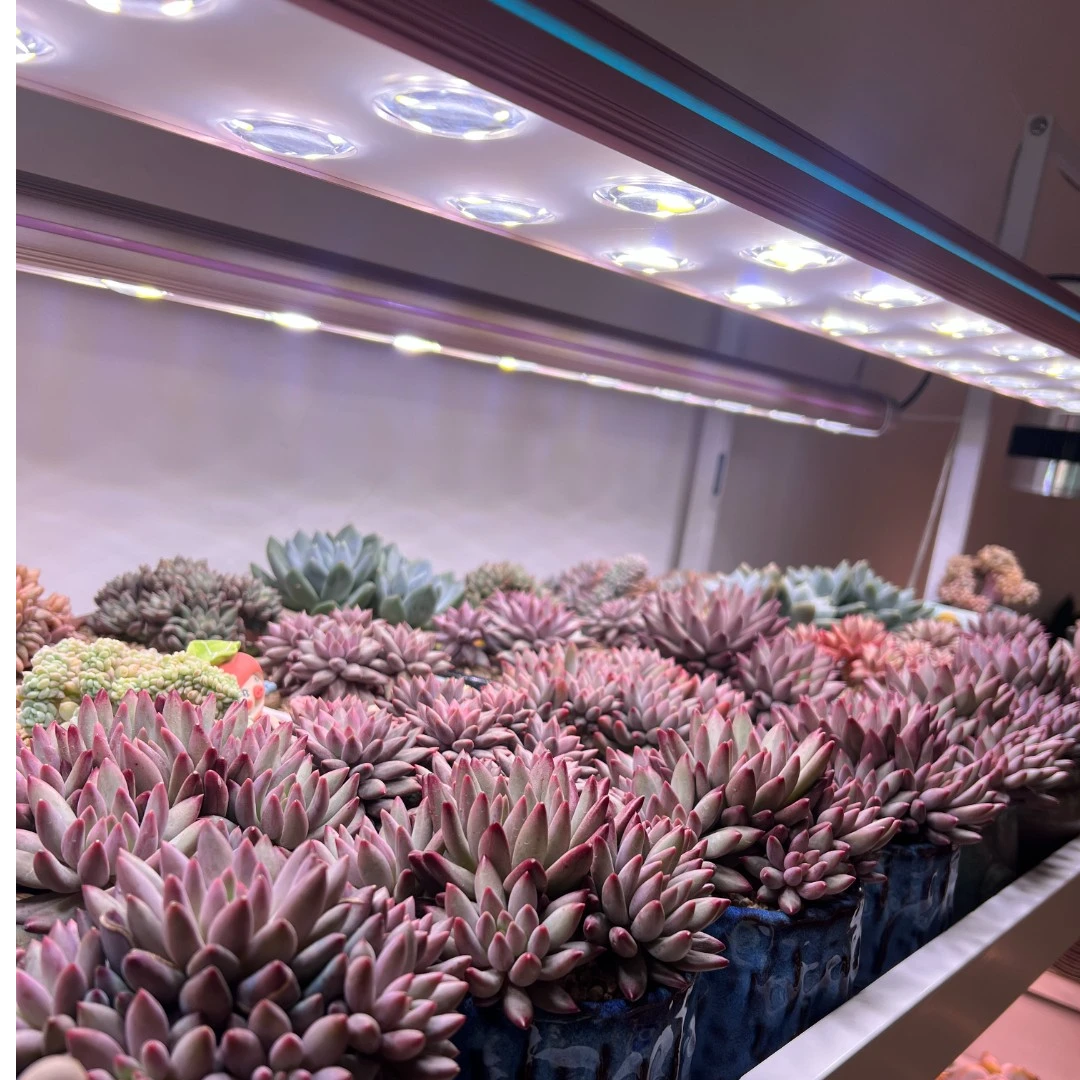 【珀誉多肉植物补光灯】3上色全光谱室内家用仿太阳植物生长灯p90