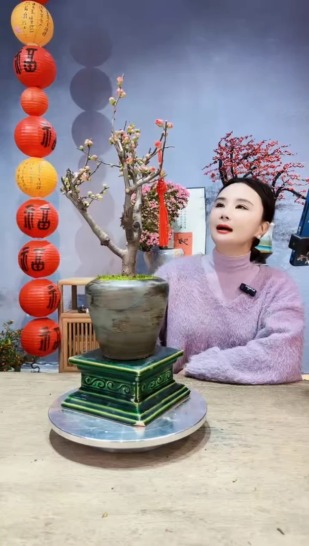 【闪购商品】盆景海棠 长寿冠