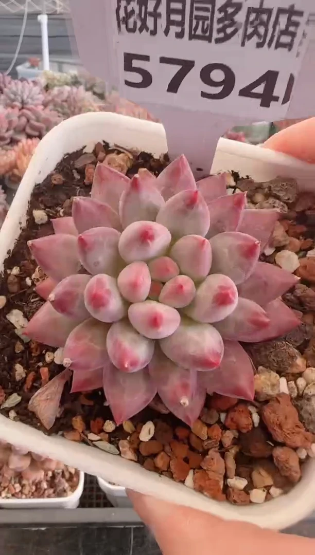 【闪购商品】5794.