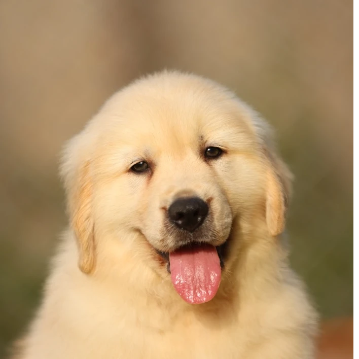 【金涛犬舍】CKU认证犬舍双血统金毛链接
