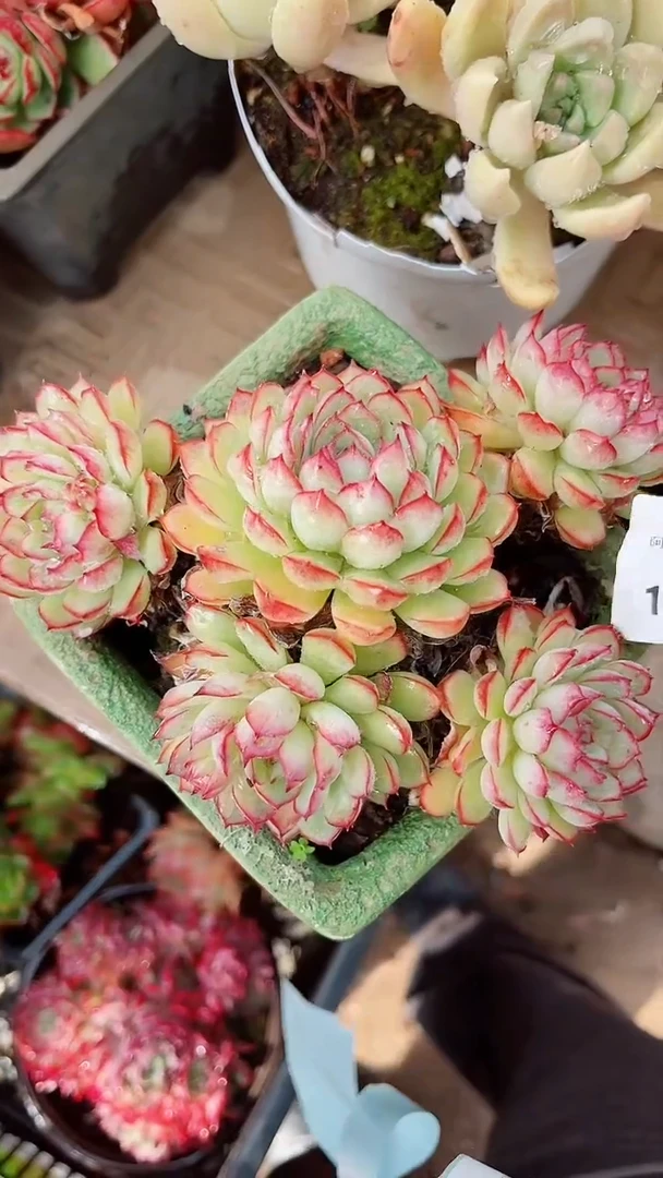 【闪购商品】18245