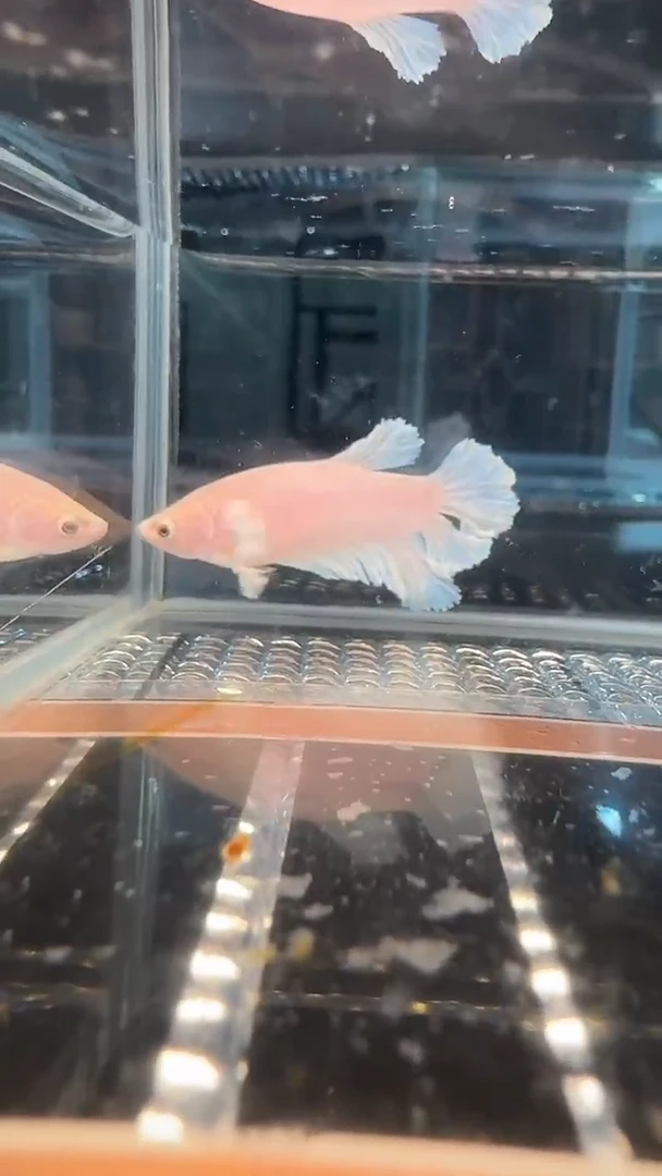 斗鱼绣球大耳朵斗鱼