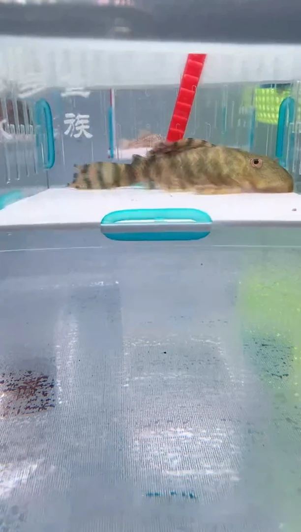 清道夫8.5不包入缸损114