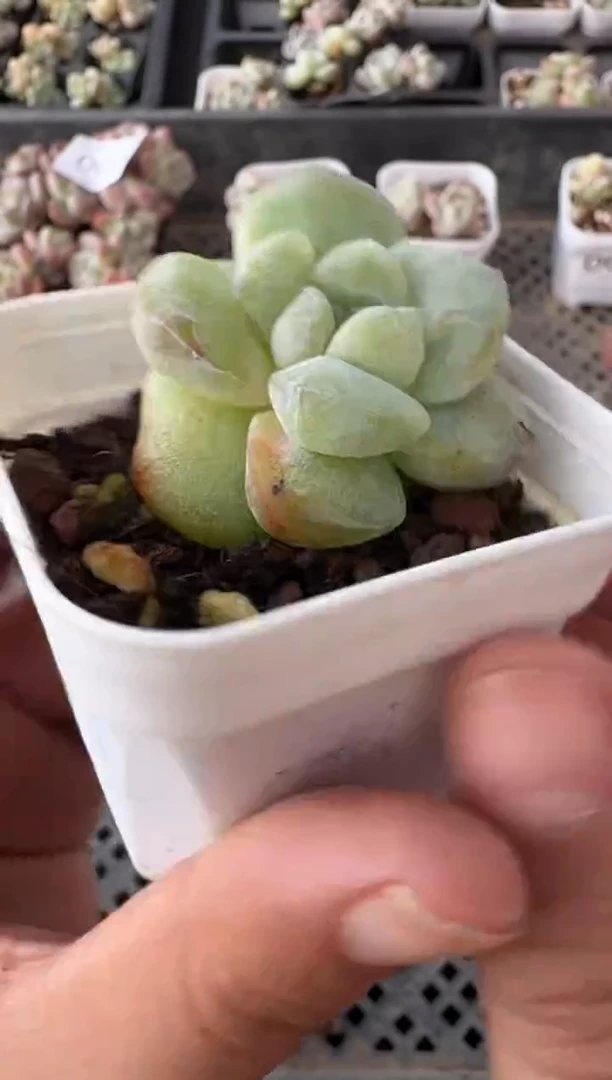 09号江北多肉-到手一棵