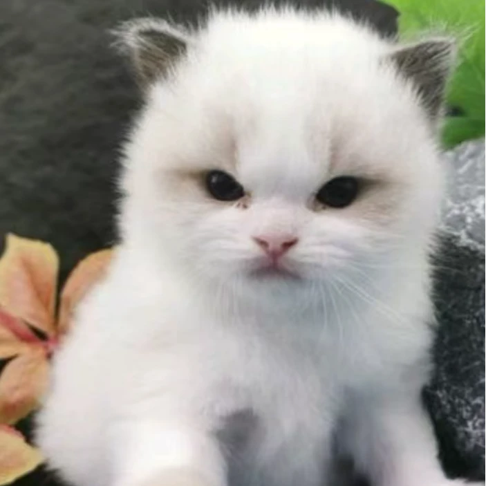猫猫健康又可爱非常亲人哦