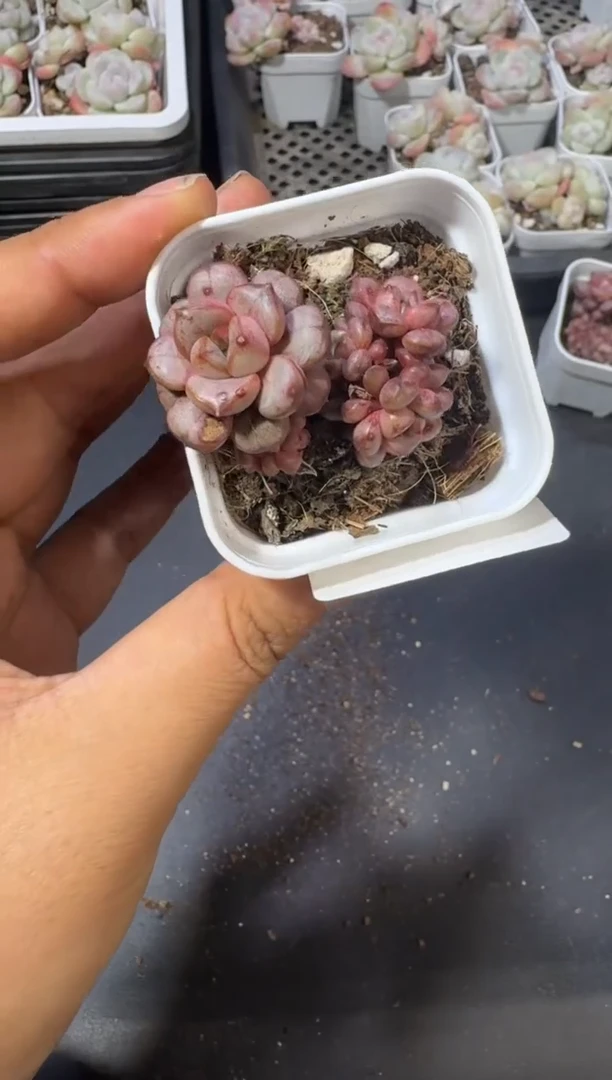 【闪购商品】18号到手1棵--江北多肉