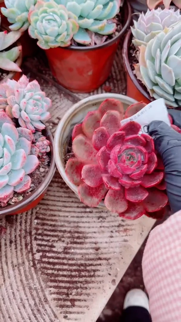 你****看跃跃精品多肉18003