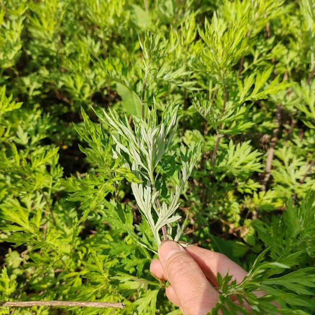 野生新鲜嫩艾草1斤装