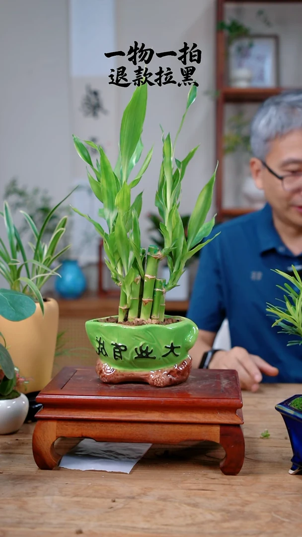 完全开放犯****！富贵竹345
