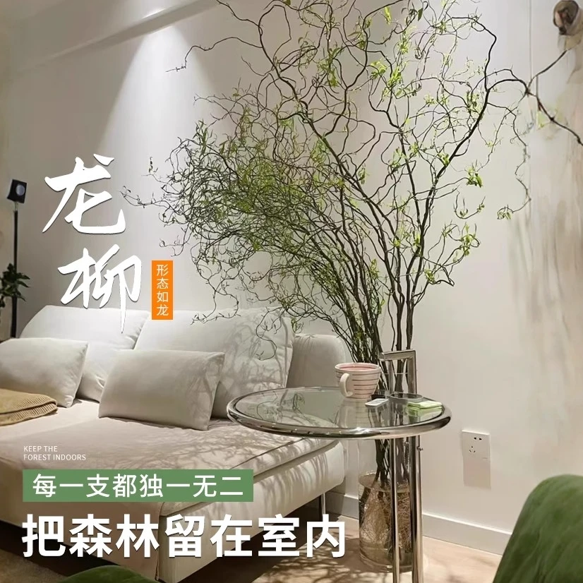 水培龙柳鲜枝室内干枝水养适合懒人好养网红ins鲜切植物桌面盆栽