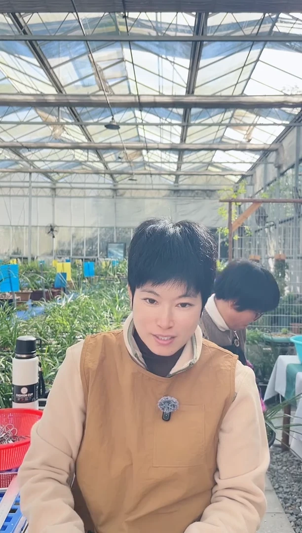 当前无花朵，栽培后可花朵用****14份，4份，，3741
