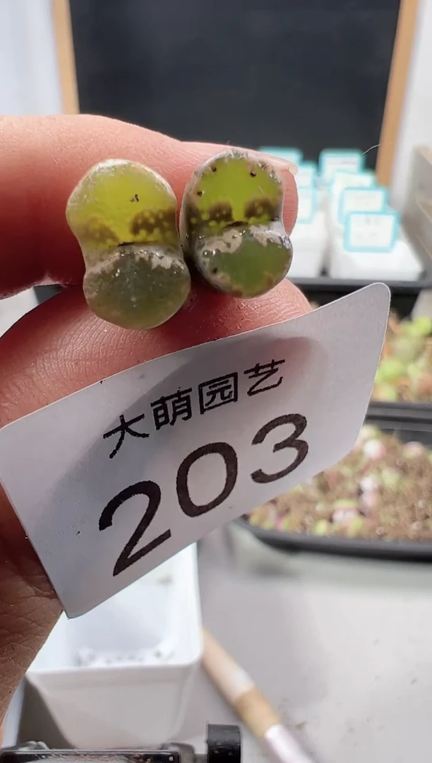 【闪购商品】++++203