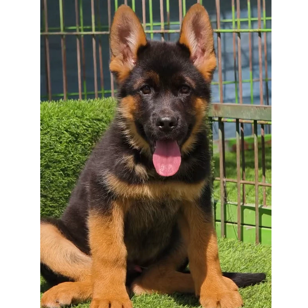 新（皇家牧羊犬庄园）T狗狗活体