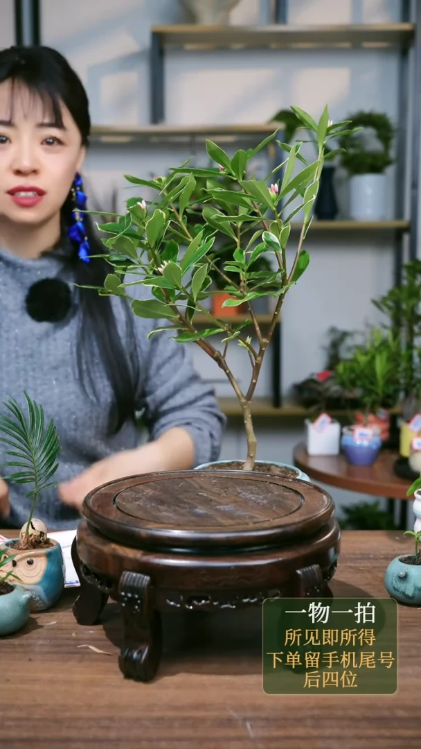 【闪购商品】225--4005福蓝瑞香