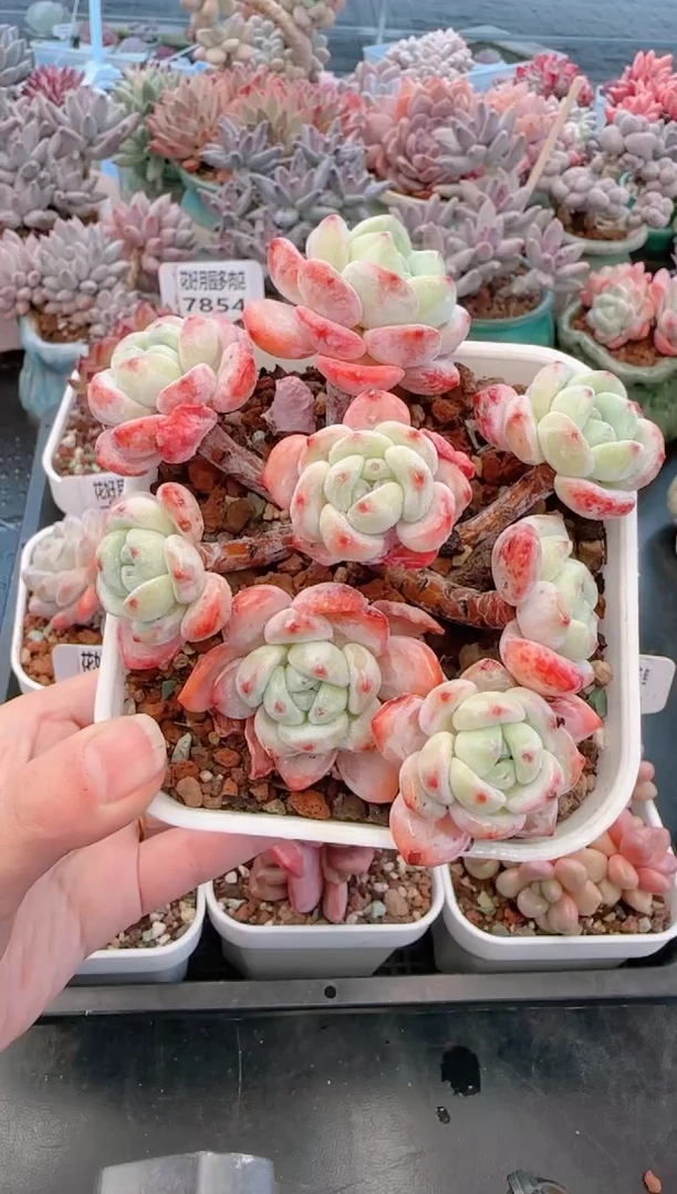 【闪购商品】7855冷香