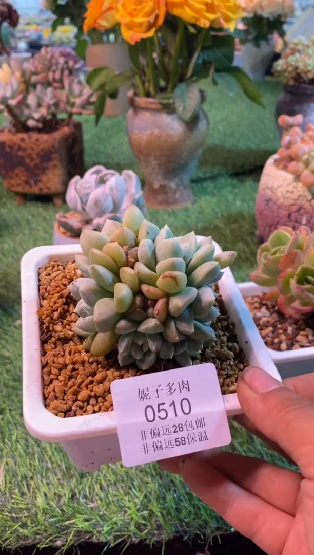 0510aa（满28包邮发货）