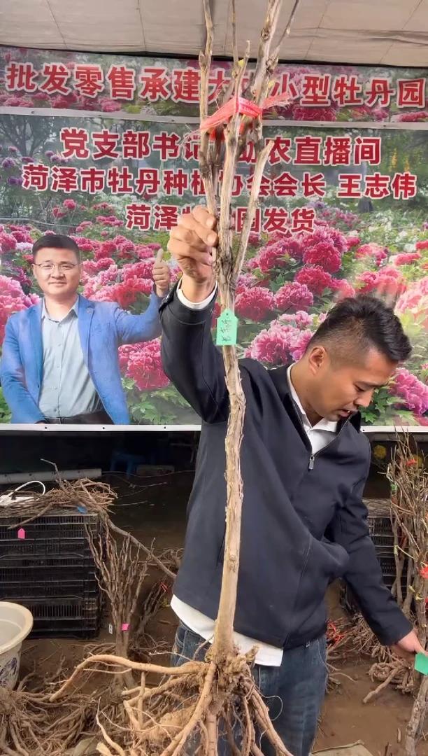 闪购菏泽牡丹园  长寿乐37