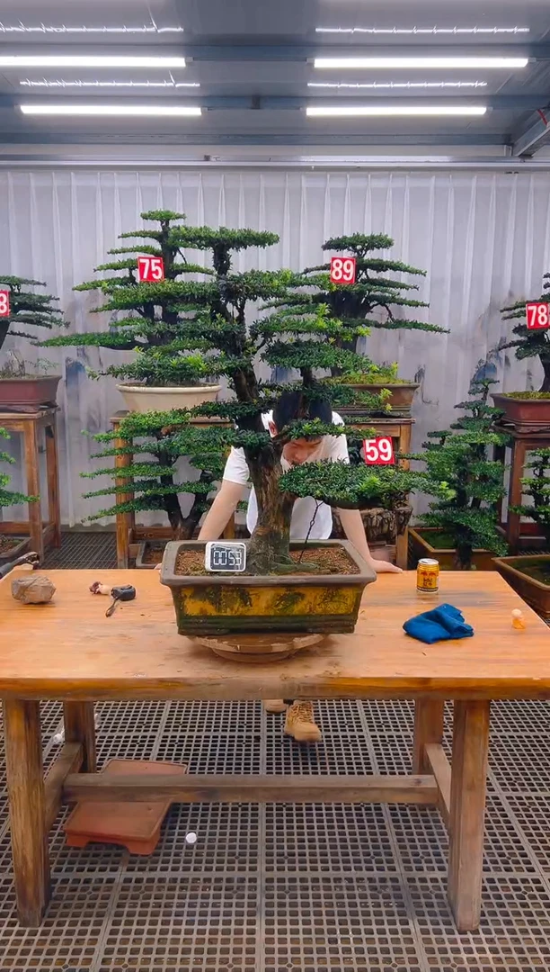 无花朵精品盆景直播间一物一拍