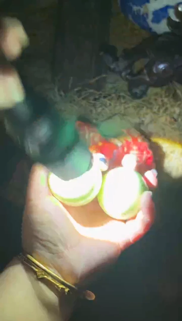 香榧木多多专属链接56654988