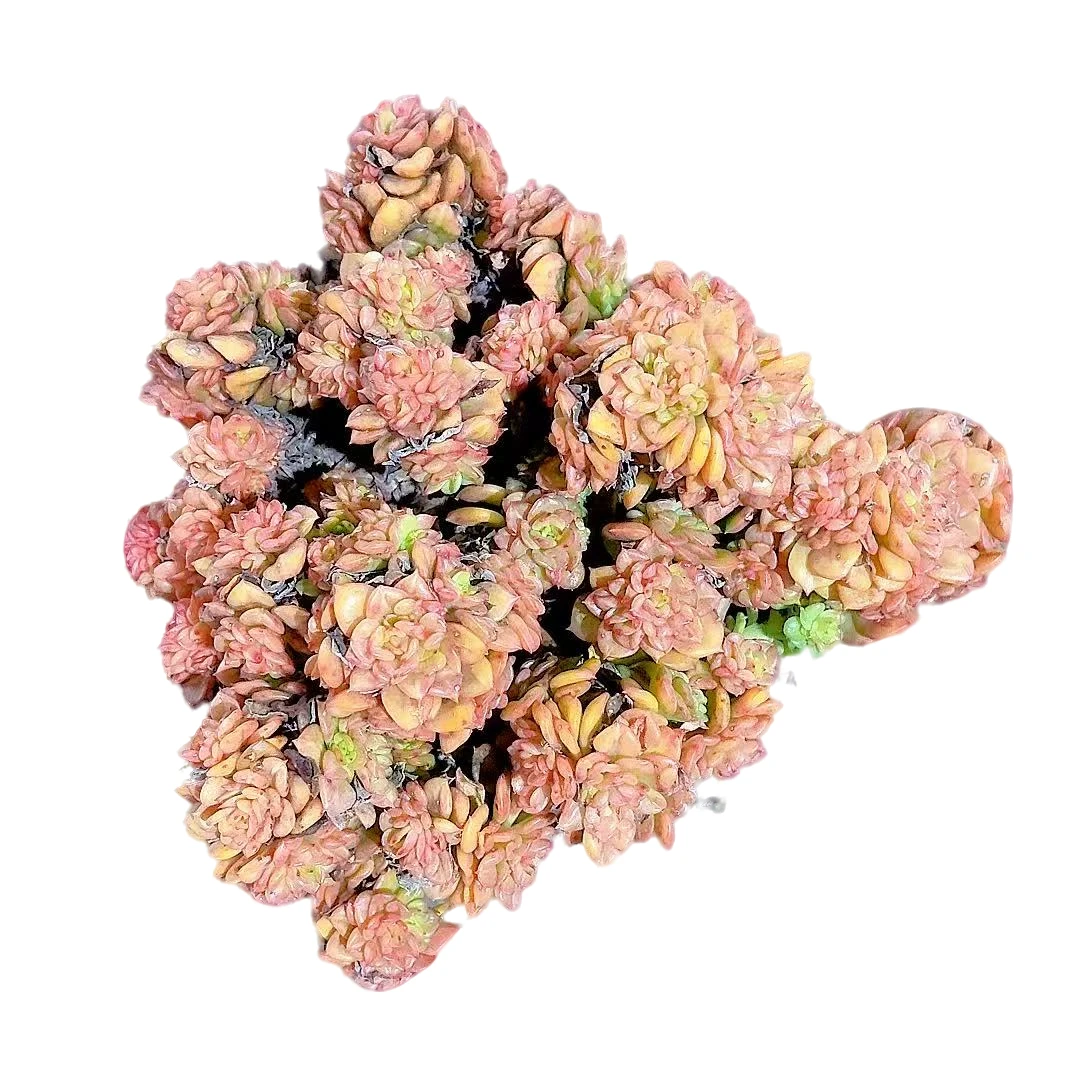 【苹果花群】【满9.9包邮】星花怒放二哥多肉阳台植物栽种养护黄色