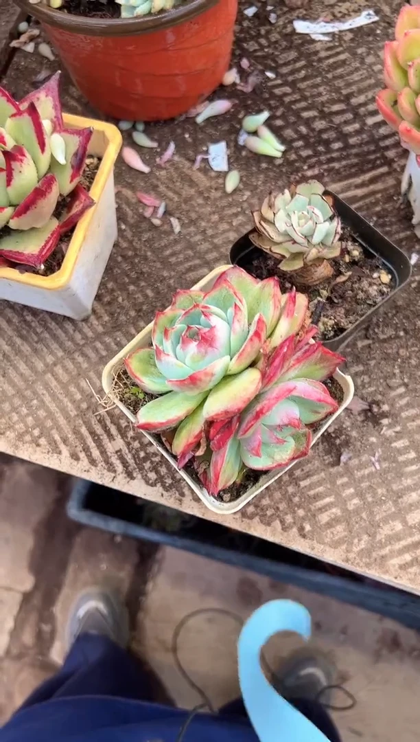 米***鲜多肉植物一物一拍27346