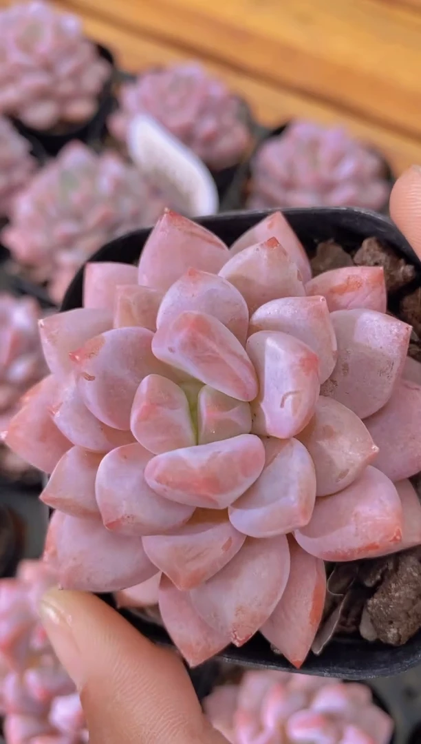 A793-粉黛半夏5cm（量拍）