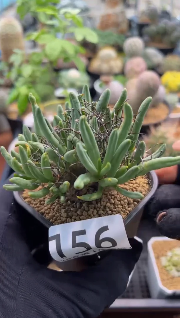 大****山大王专拍产地万物想带盆