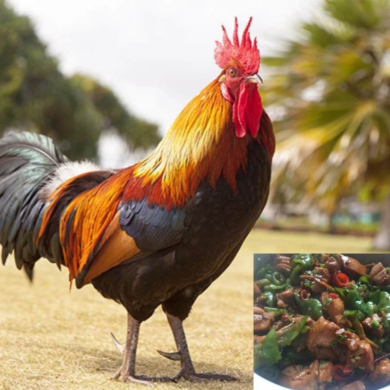 山东枣庄辣子鸡真空包装特产整只全鸡贵州登荣滕州临沂炒鸡肉熟食