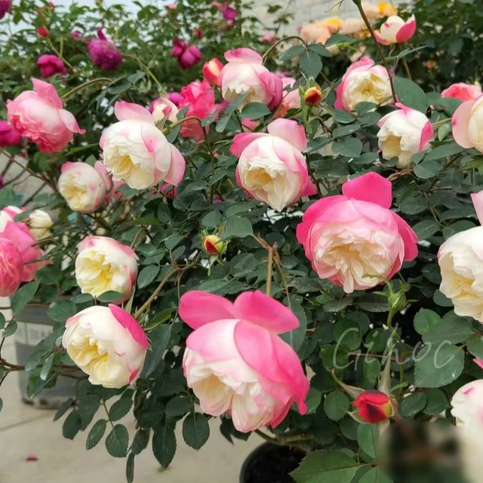 【和室中苗】大花四季